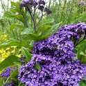 Heliotropium arborescens 'Marine' fleur